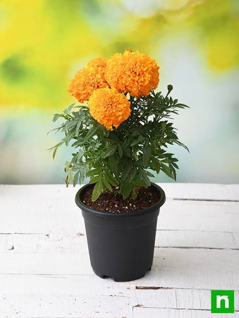 Marigold Flower